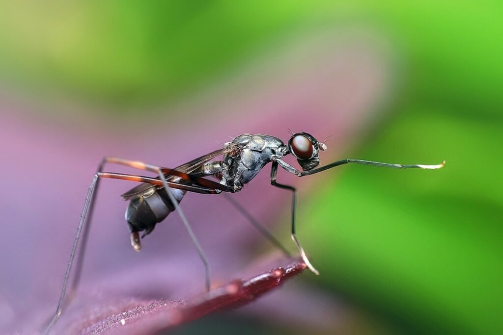 Ant on Leaf