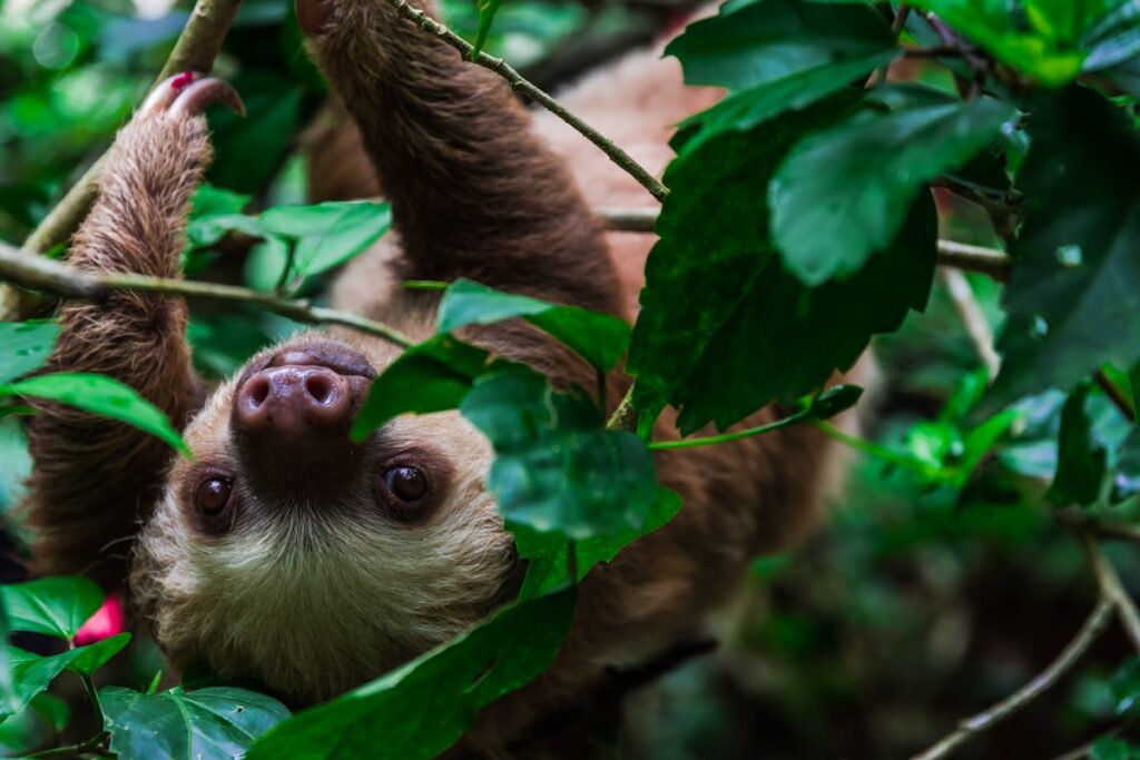 Sloth Hanging from Tree Branch