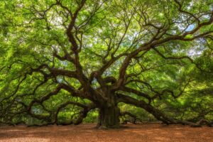 Giant Oak Tree